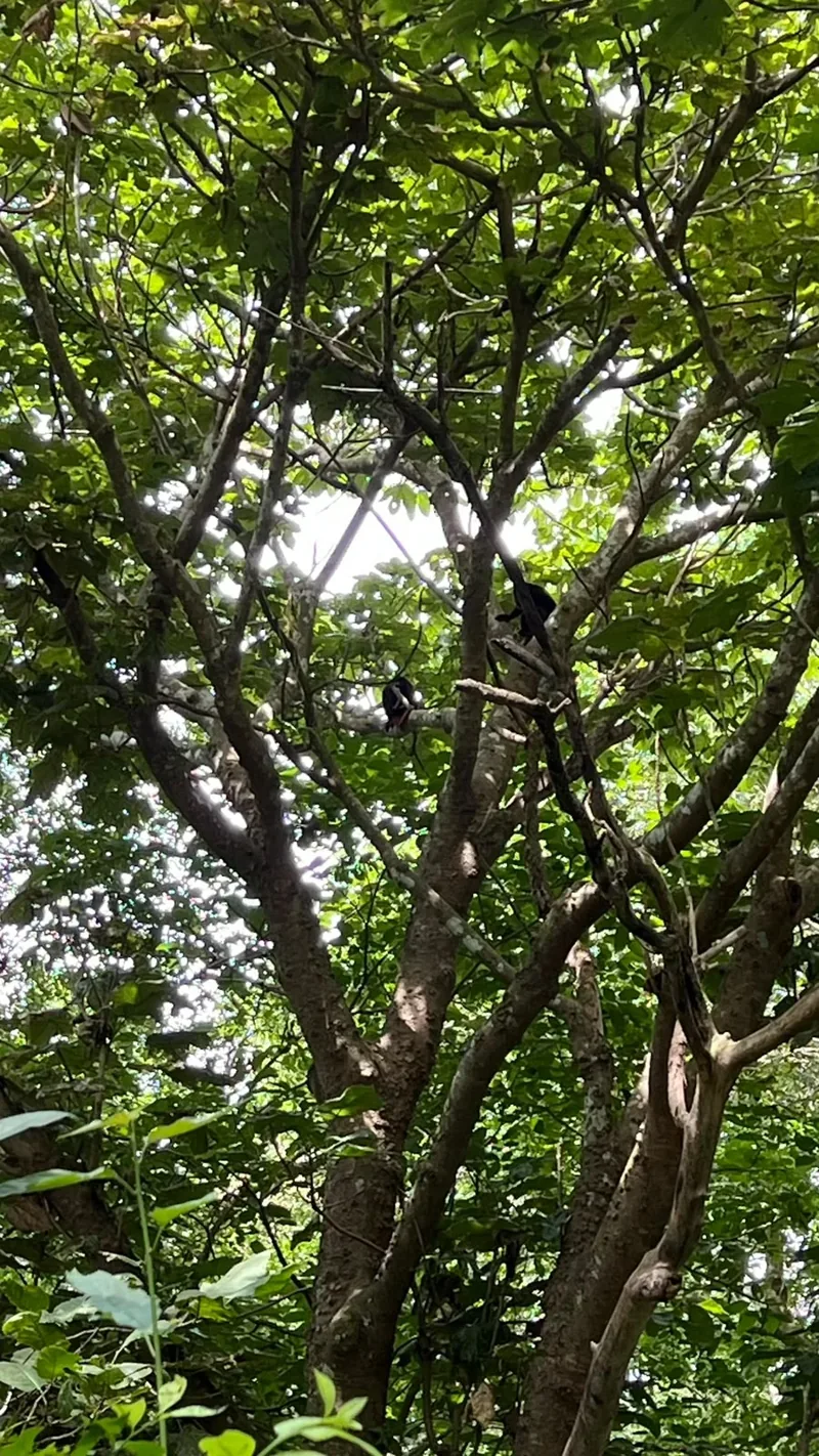 Copa de un árbol frondoso dentro de la reserva