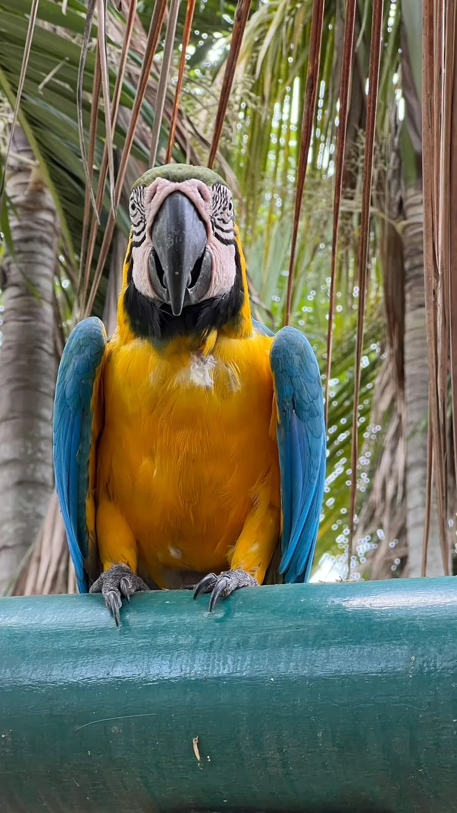 Guacamaya mirando de frente a la cámara