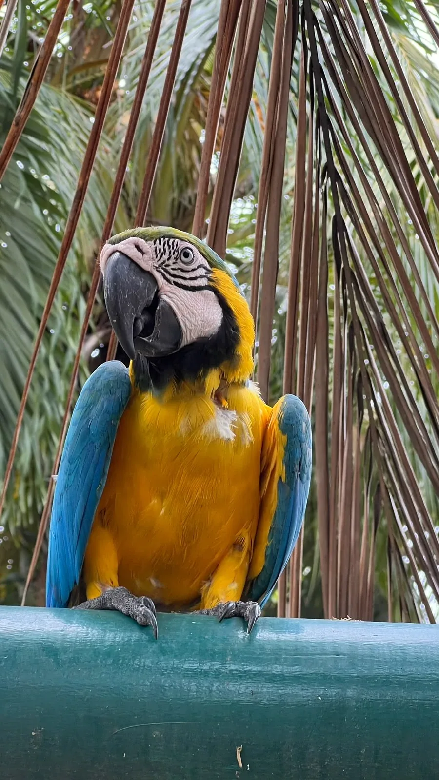 Guacamaya azul y amarilla posada sobre una baranda verde entre palmas