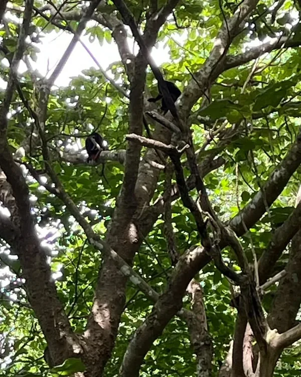 Monos aulladores descansando entre las ramas de un árbol